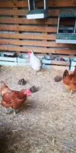 WhatsApp Image 2024 11 09 at 17.34.20 5