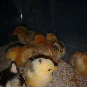 WhatsApp Image 2025 01 19 at 20.44.37