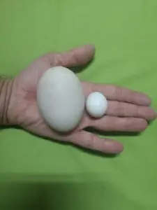 WhatsApp Image 2025 01 19 at 20.44.40 1