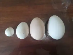 WhatsApp Image 2025 01 19 at 20.44.40