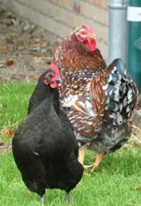 chickens 6889756 1280