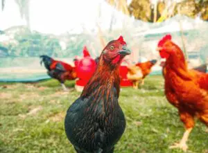 chickens 8579373 1280