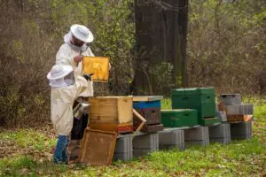 beekeeper 4426003 1280