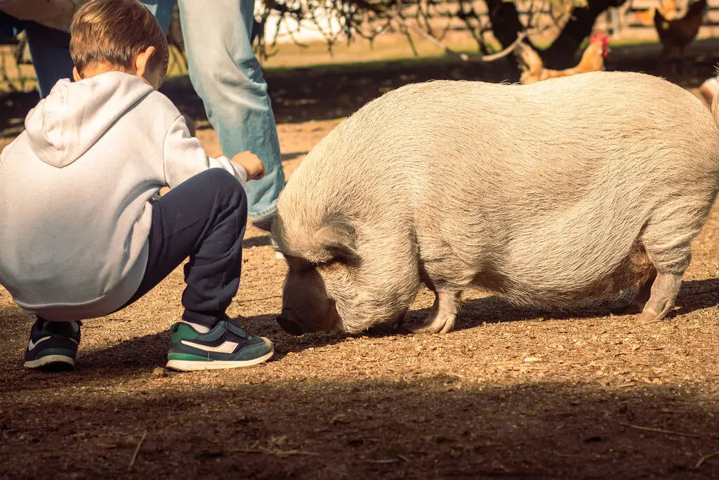Niño con el cerdo en la granja