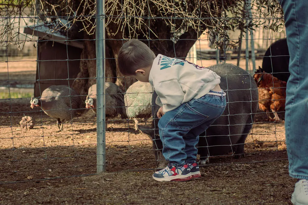 Niño observando los animales