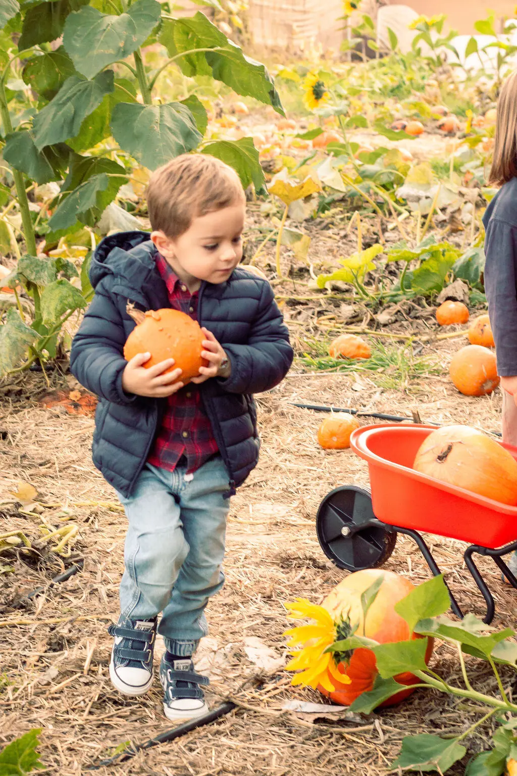 Niño recogiendo su calabaza en el campo