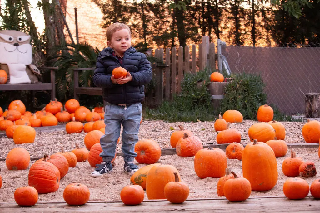 Niño con su calabaza al atardecer